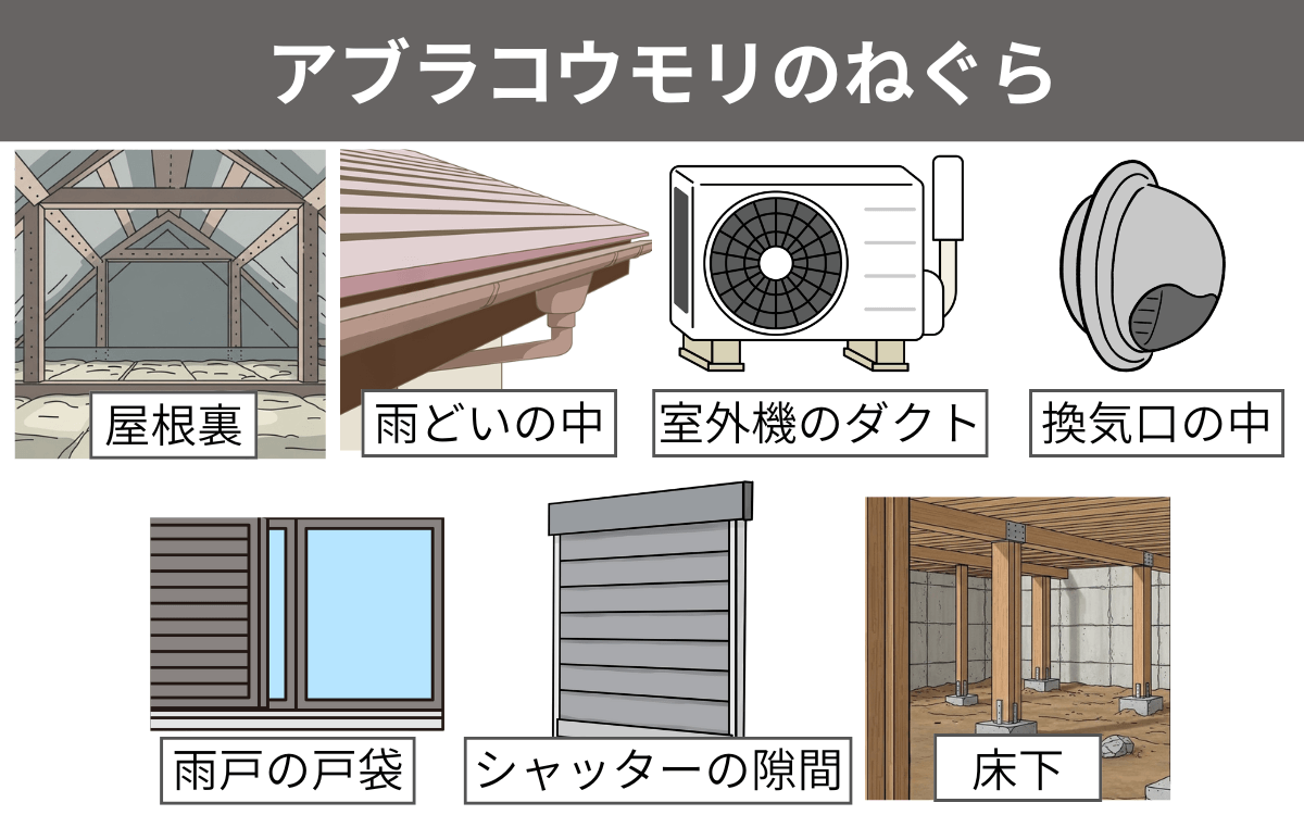 アブラコウモリのねぐら