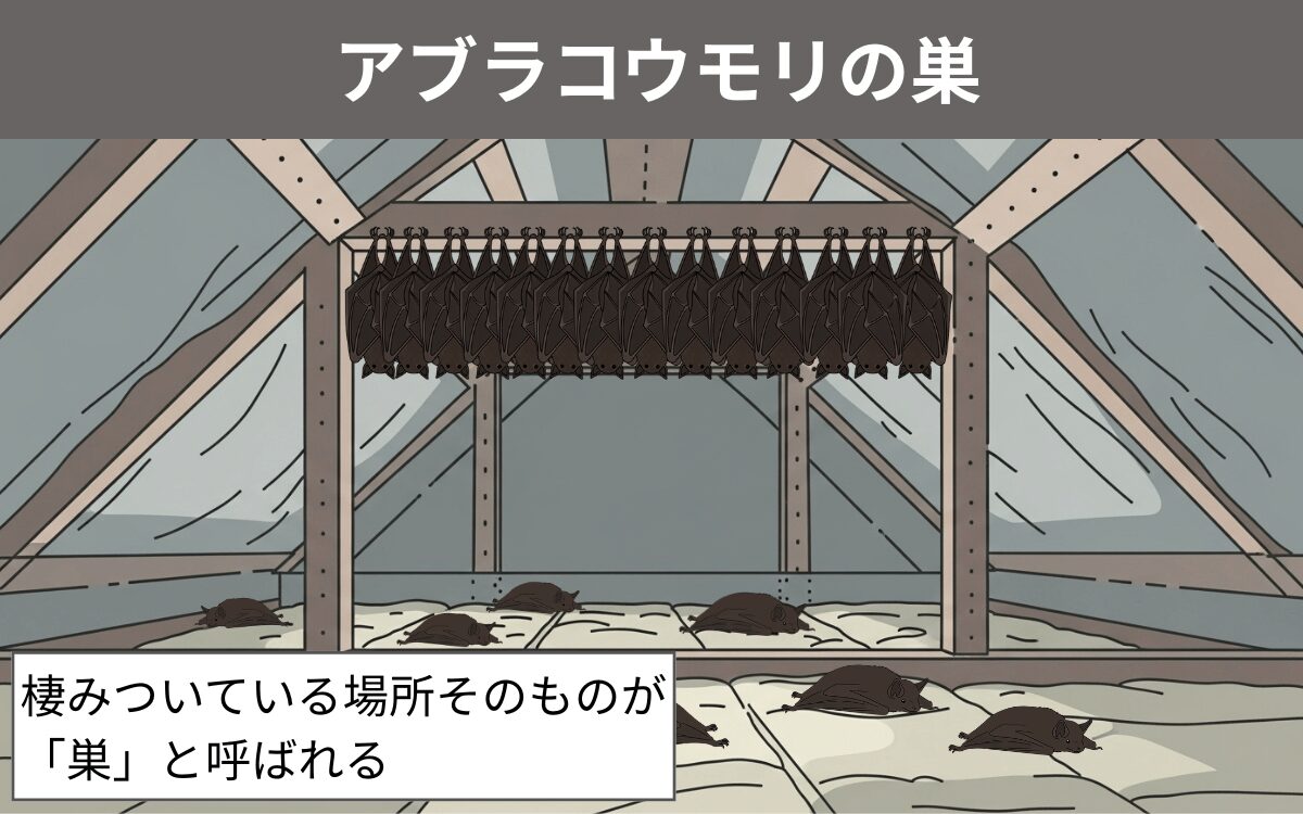 アブラコウモリの巣