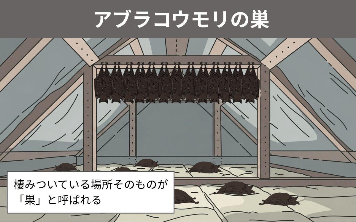 アブラコウモリの巣は「巣」ではない！？