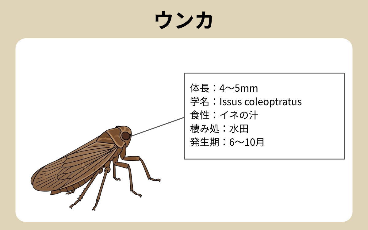 ウンカ