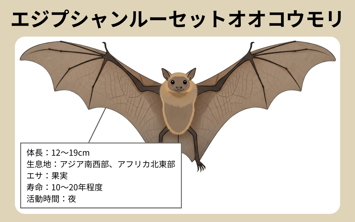 エジプシャンルーセットオオコウモリ