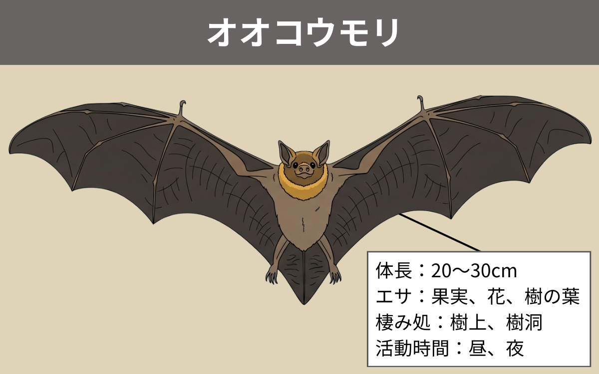 オオコウモリ
