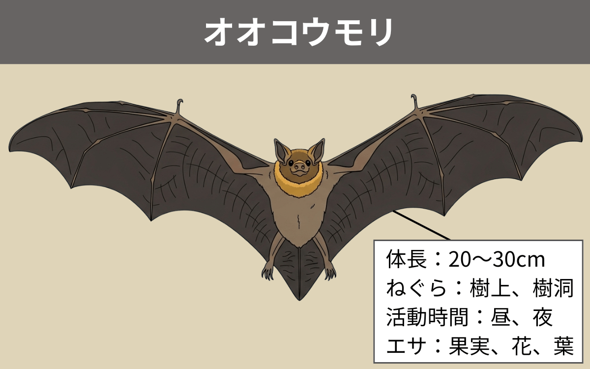 オオコウモリとは