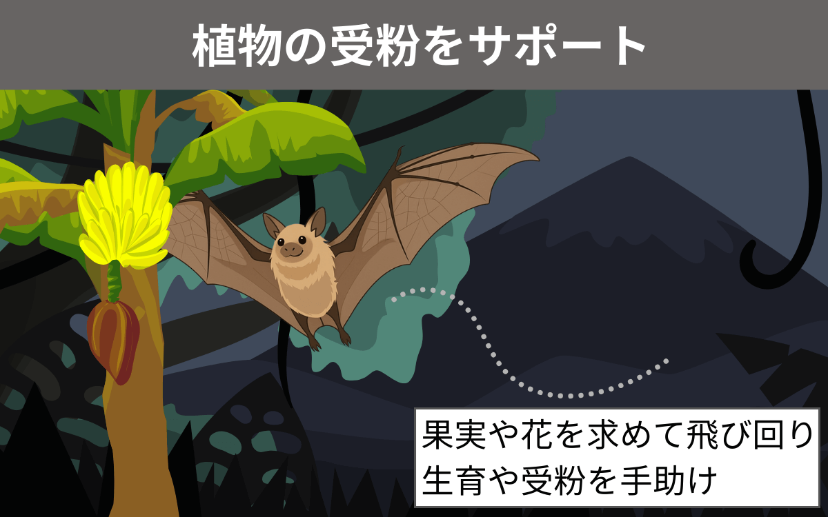 オオコウモリは植物の受粉をサポート
