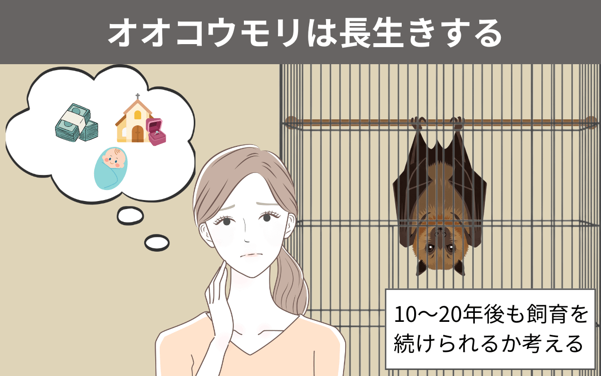 オオコウモリは長生きする