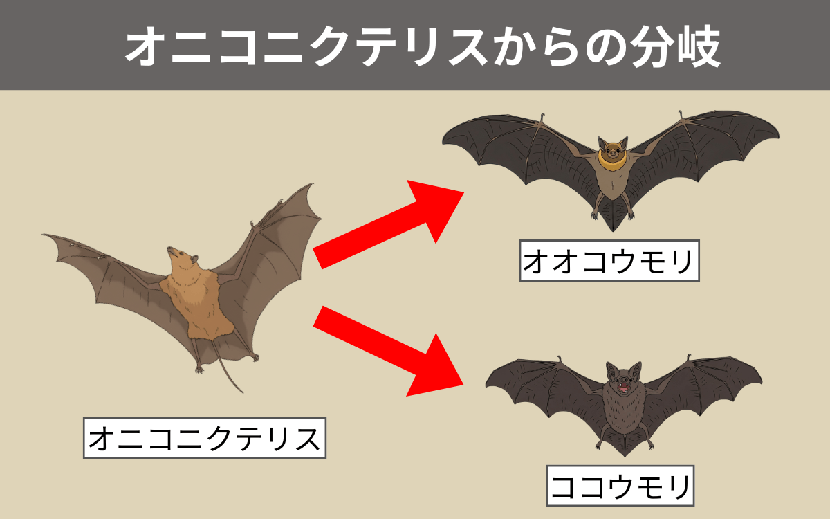 オニコニクテリスからの分岐