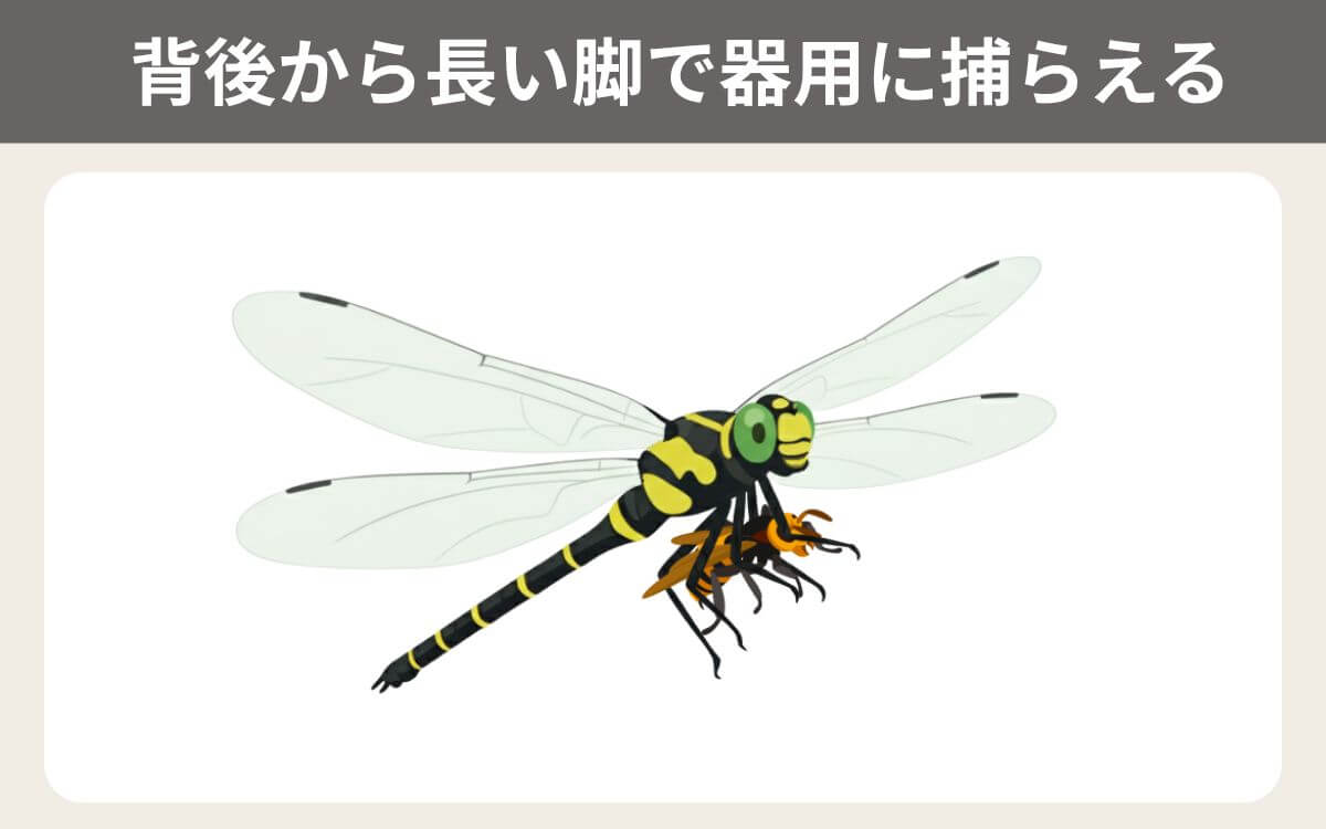 オニヤンマはスズメバチの成虫を食べる