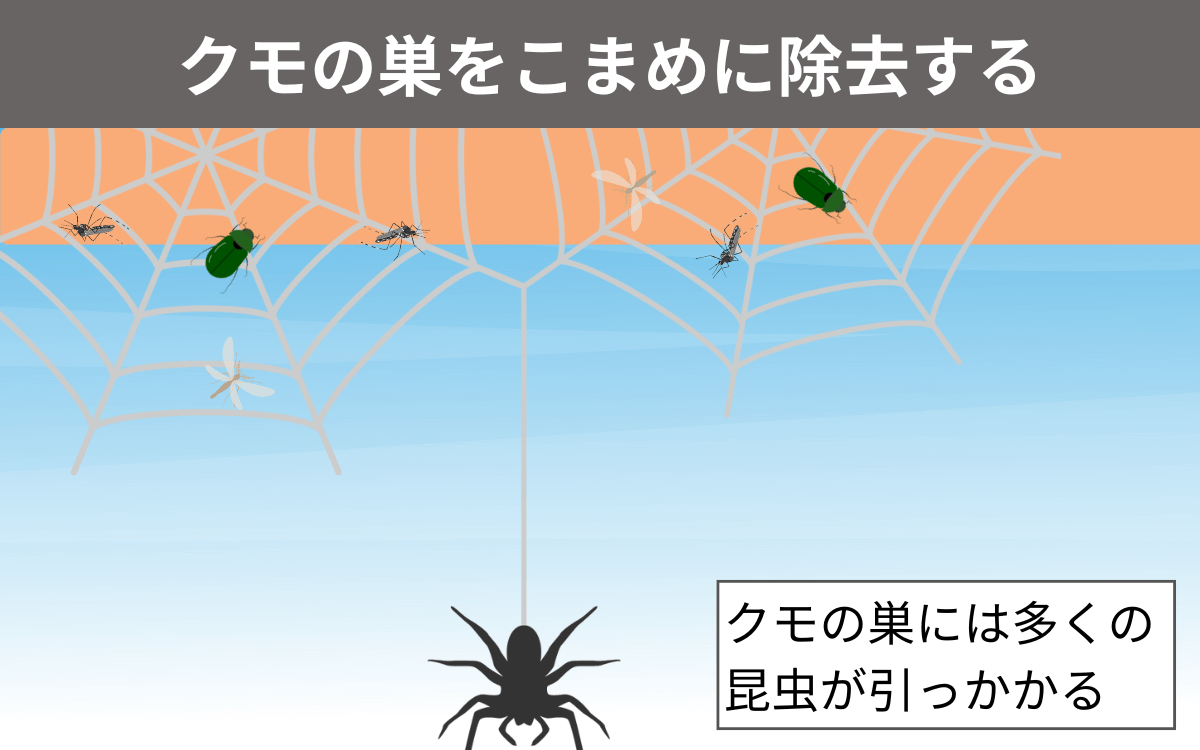 クモの巣をこまめに除去する