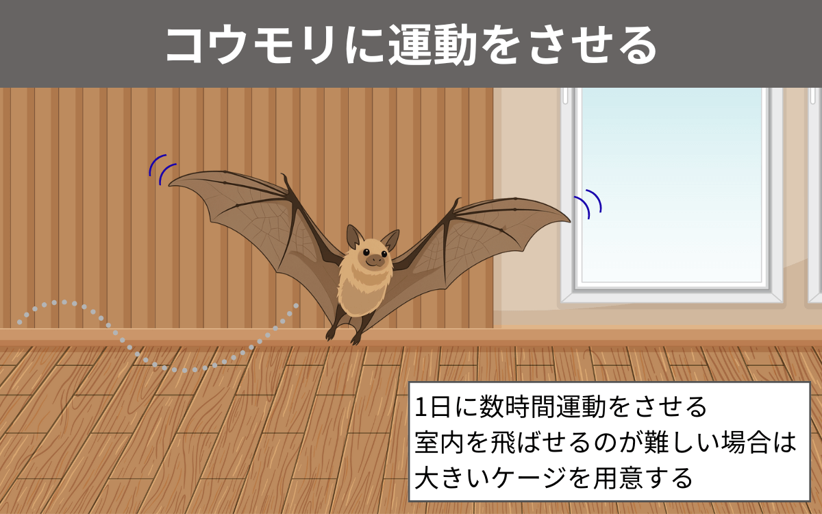 コウモリに運動をさせる