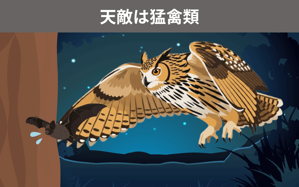 コウモリの主な天敵は猛禽類