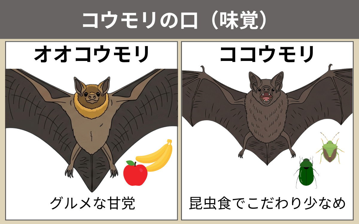 コウモリの口（味覚）