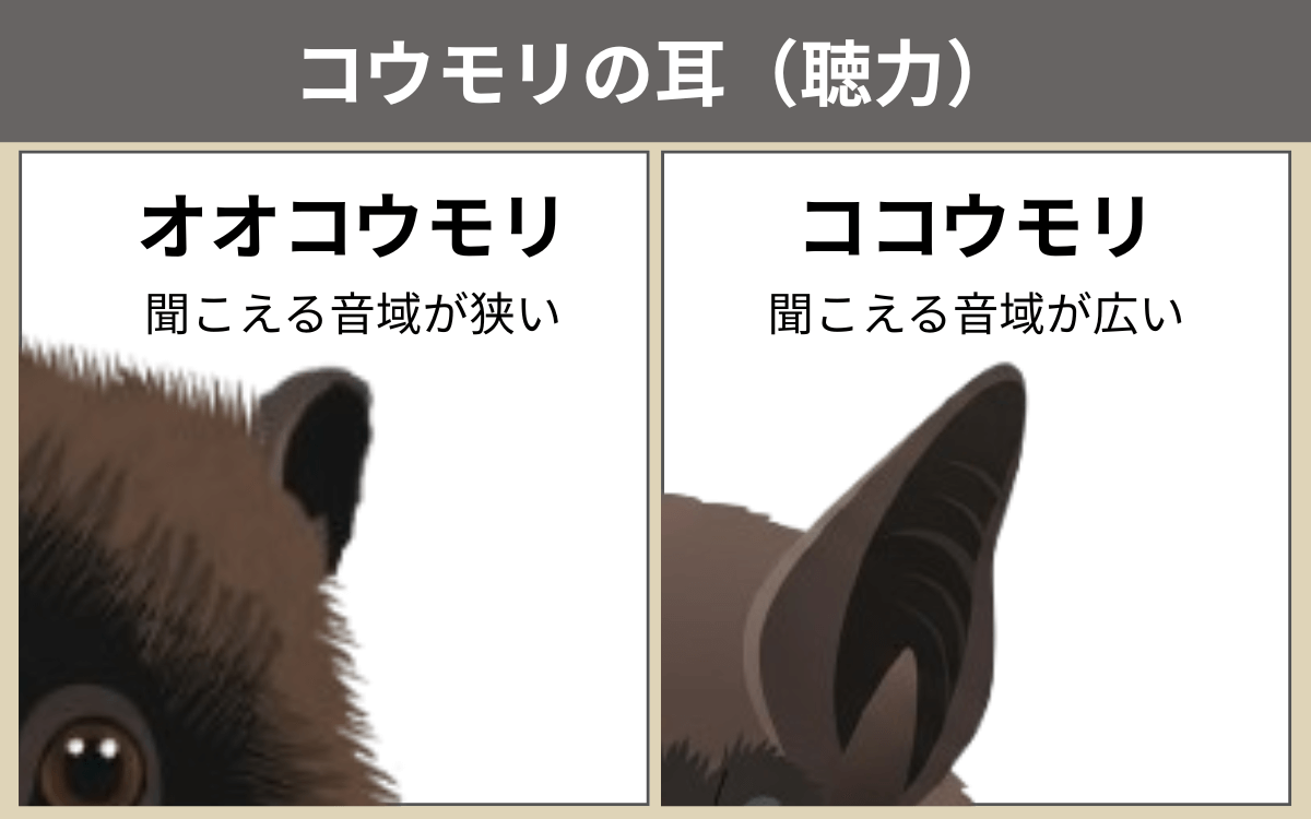 コウモリの耳（聴力）