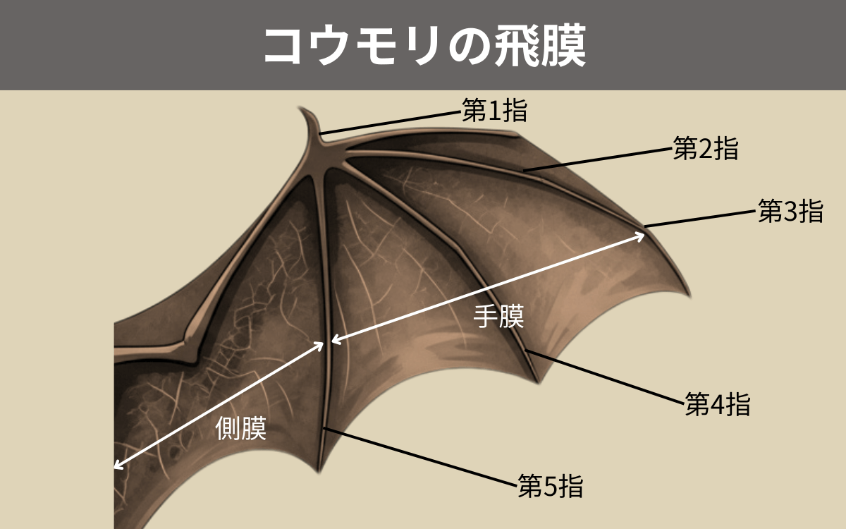 コウモリの身体の秘密