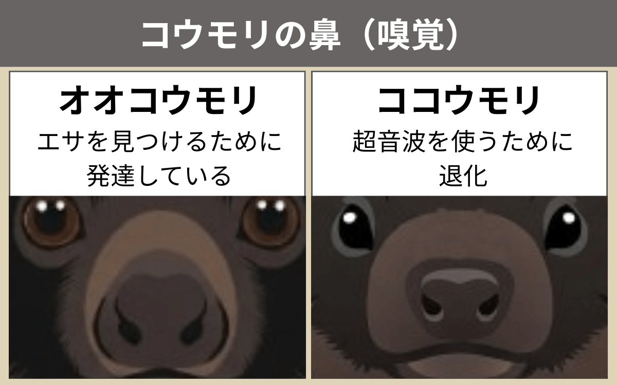 コウモリの鼻（嗅覚）