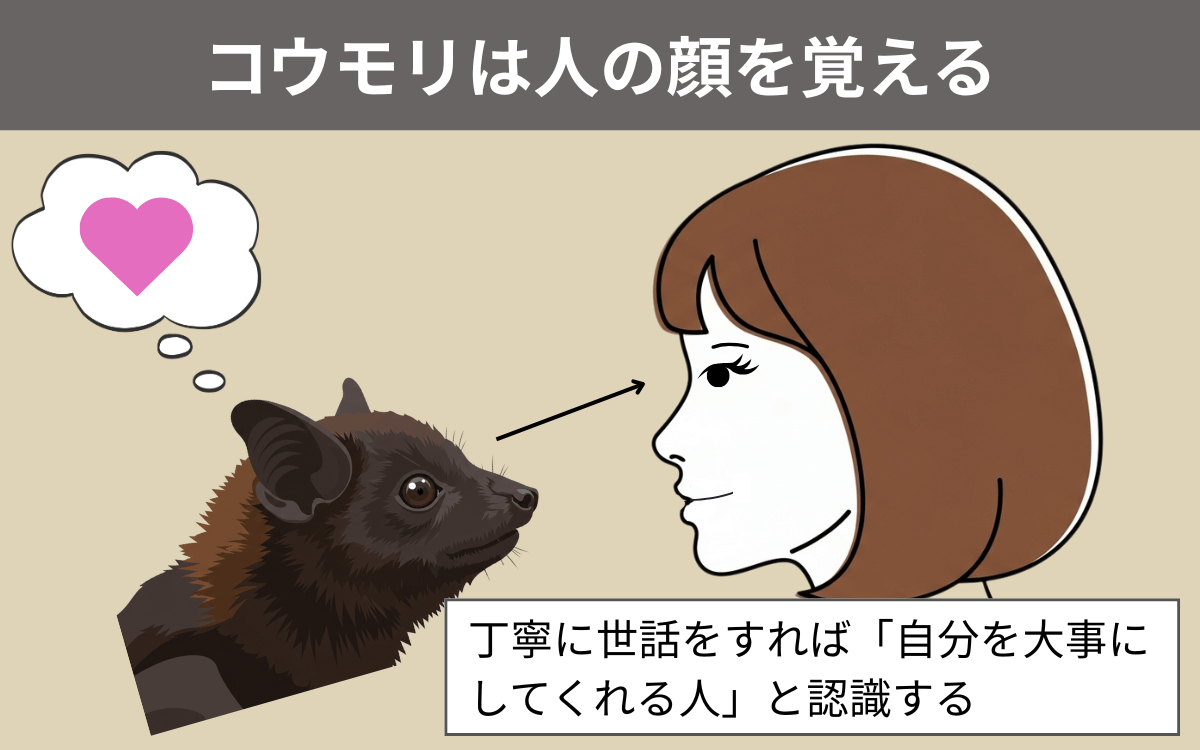 コウモリは人の顔を覚える