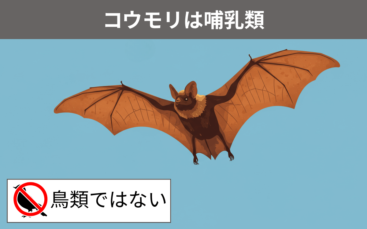 コウモリは何類？