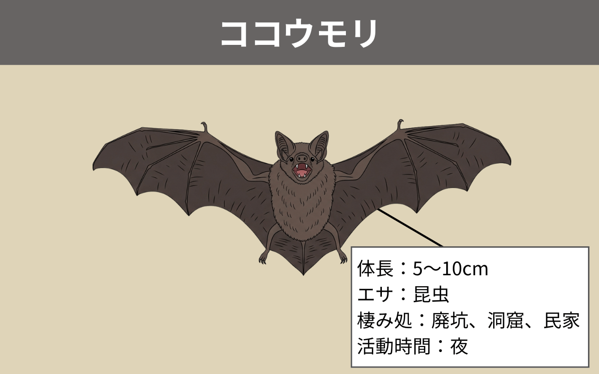 ココウモリ