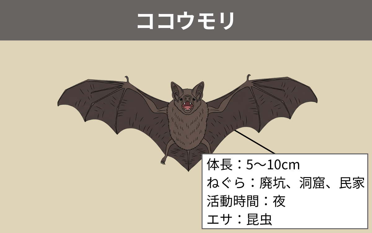 ココウモリとは
