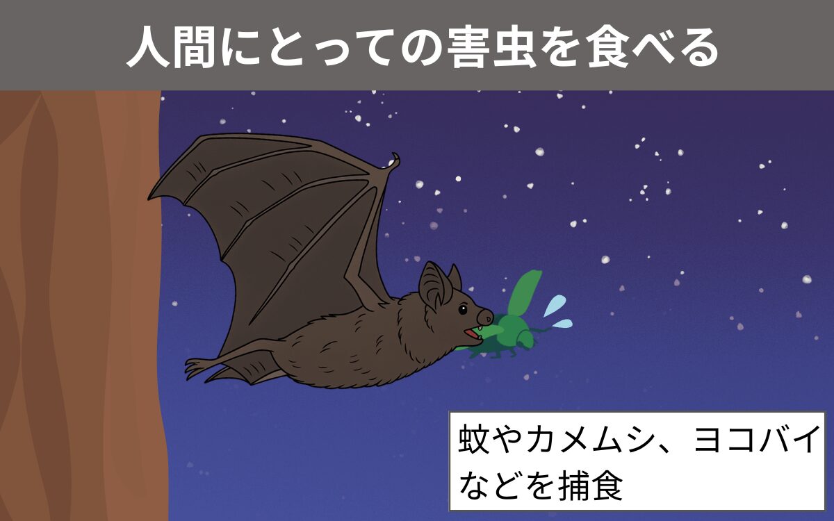 ココウモリは害虫を食べる