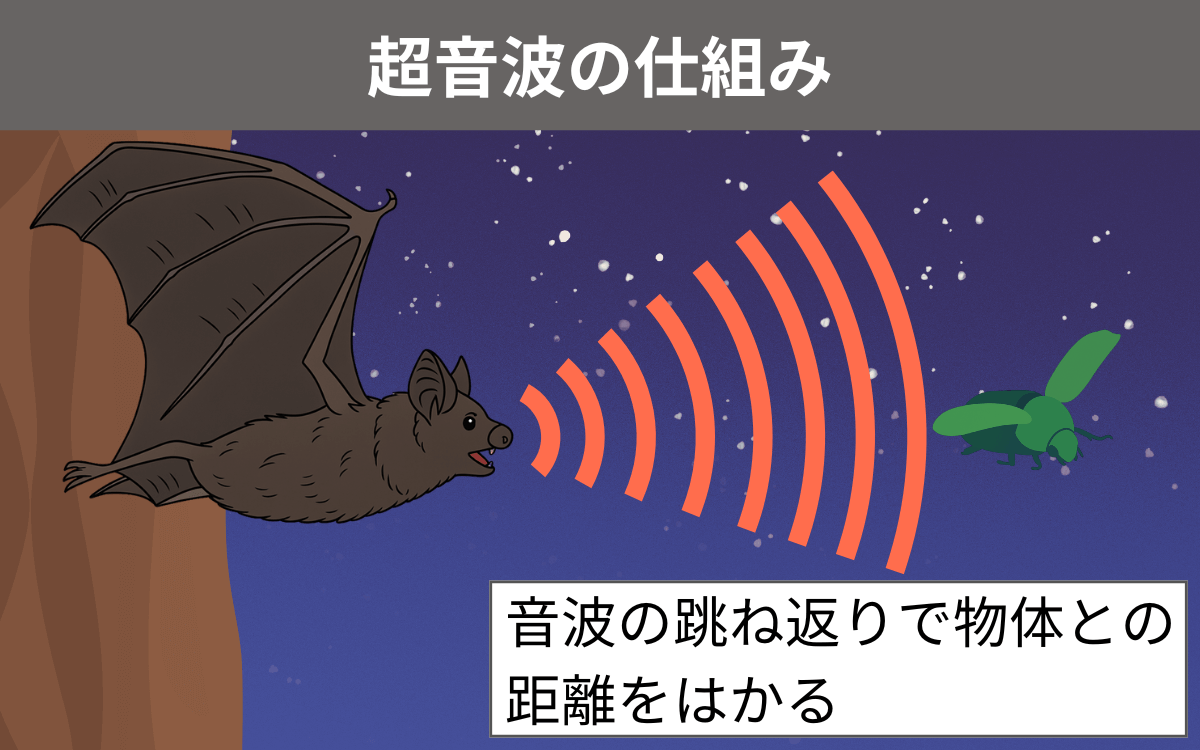 ココウモリは超音波で物体との距離をはかる