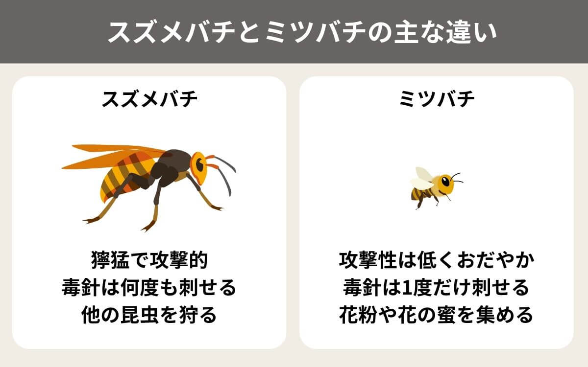 スズメバチとミツバチの違いは？