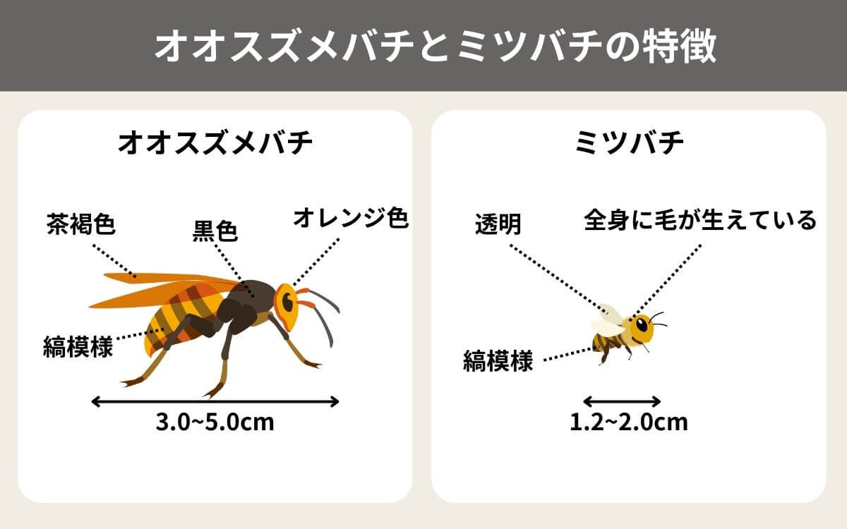 スズメバチとミツバチ特徴比較