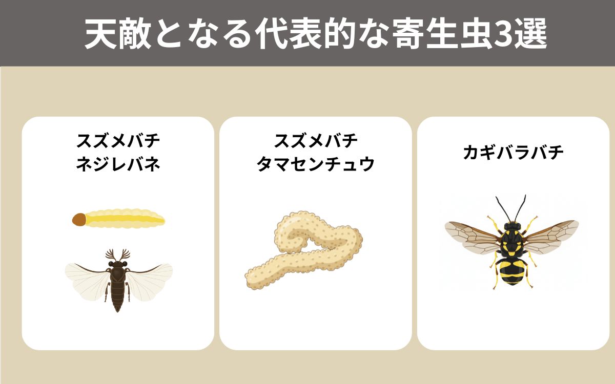スズメバチの天敵となる代表的な寄生虫3選