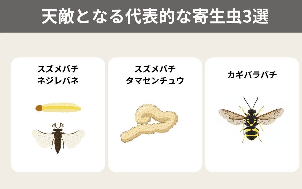 スズメバチの天敵となる代表的な寄生虫3選