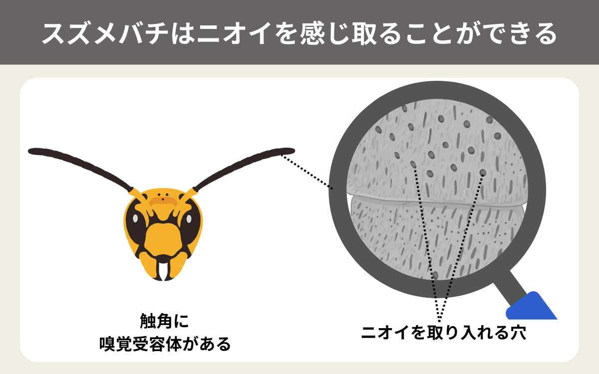 スズメバチはニオイを感じ取ることができる1
