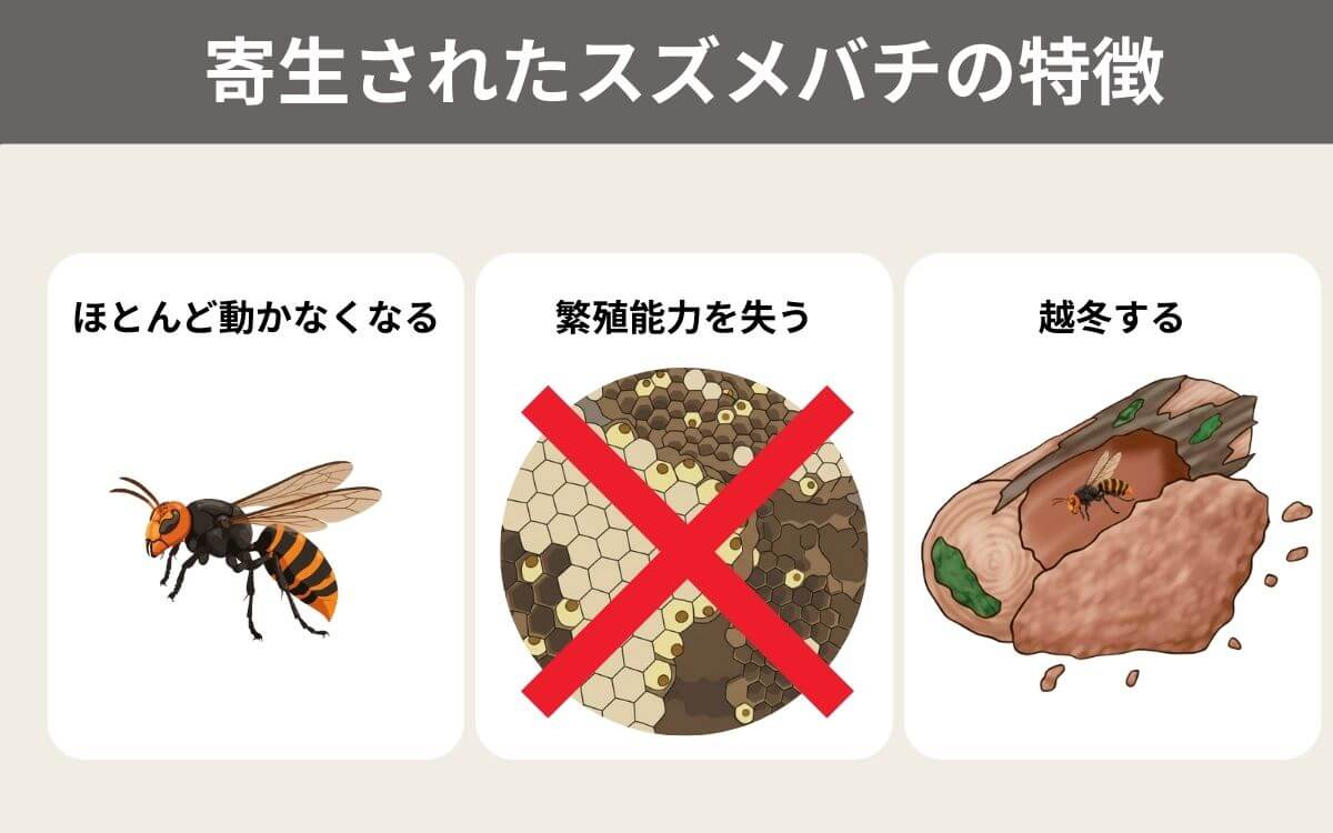 スズメバチへの影響_スズメバチネジレバネ
