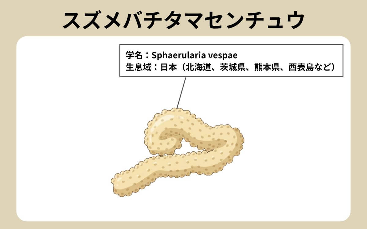 スズメバチタマセンチュウ