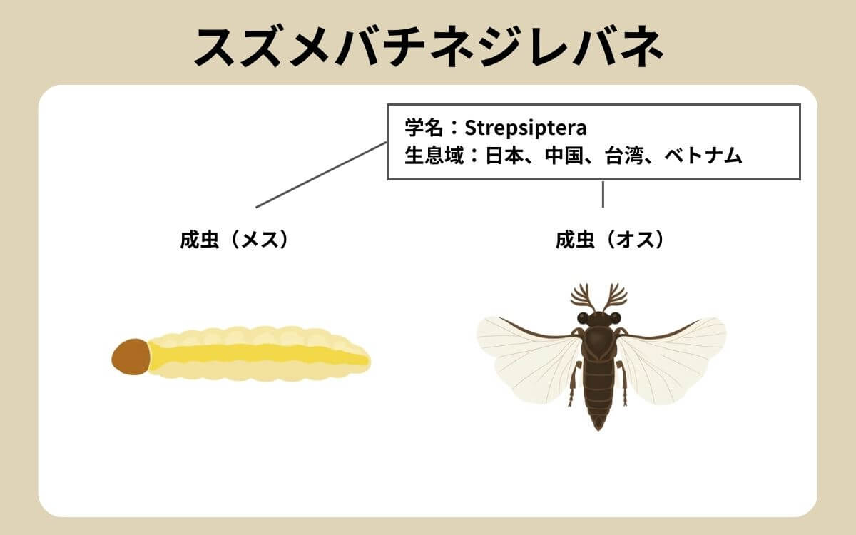 スズメバチネジレバネ