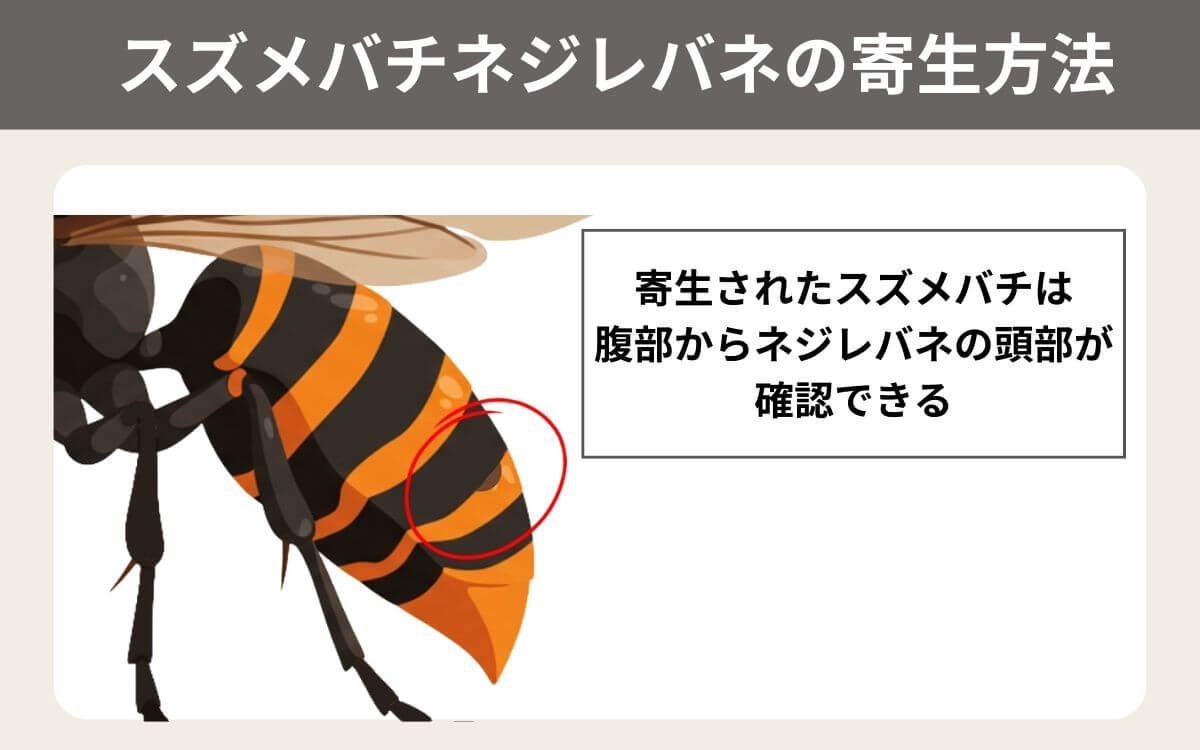 スズメバチネジレバネの寄生方法とは
