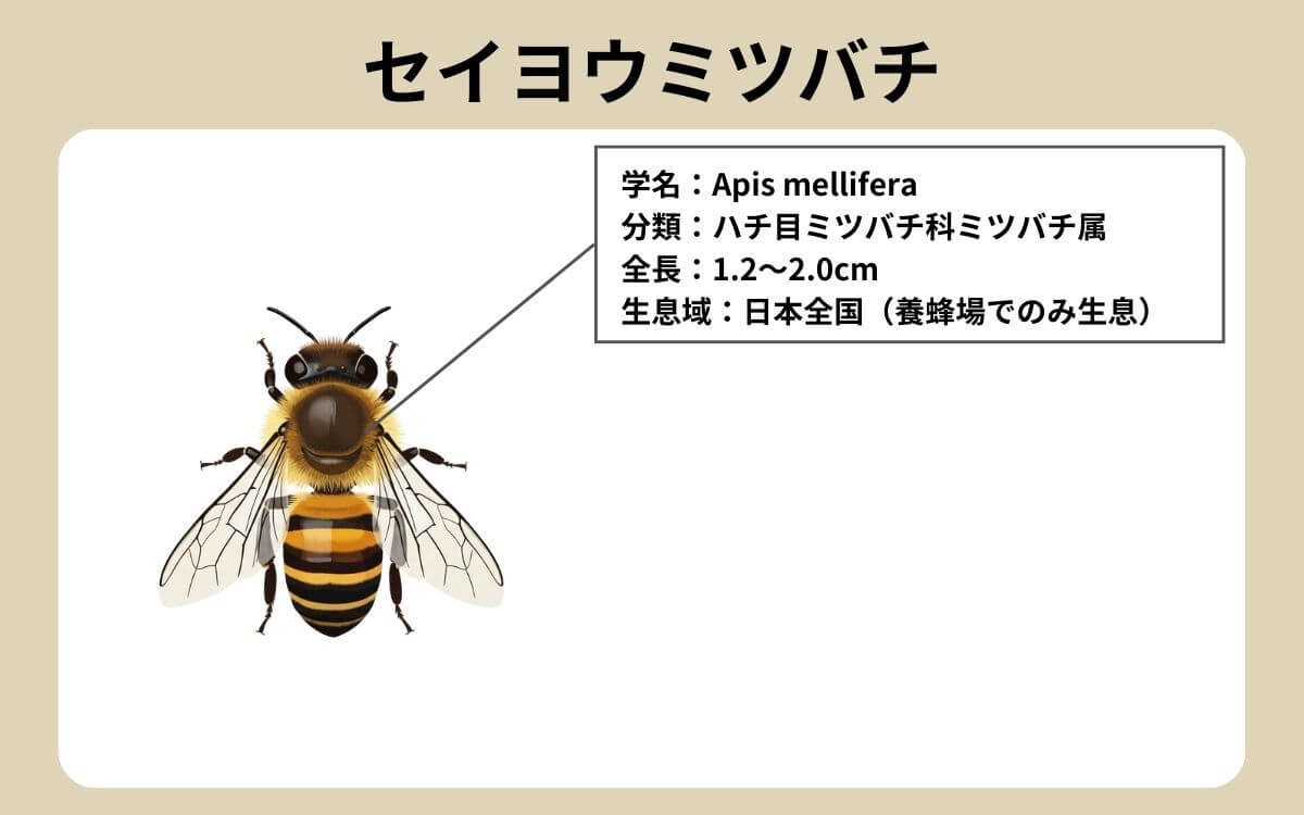 セイヨウミツバチ