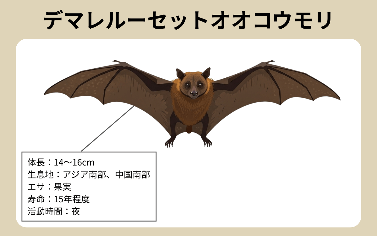デマレルーセットオオコウモリ
