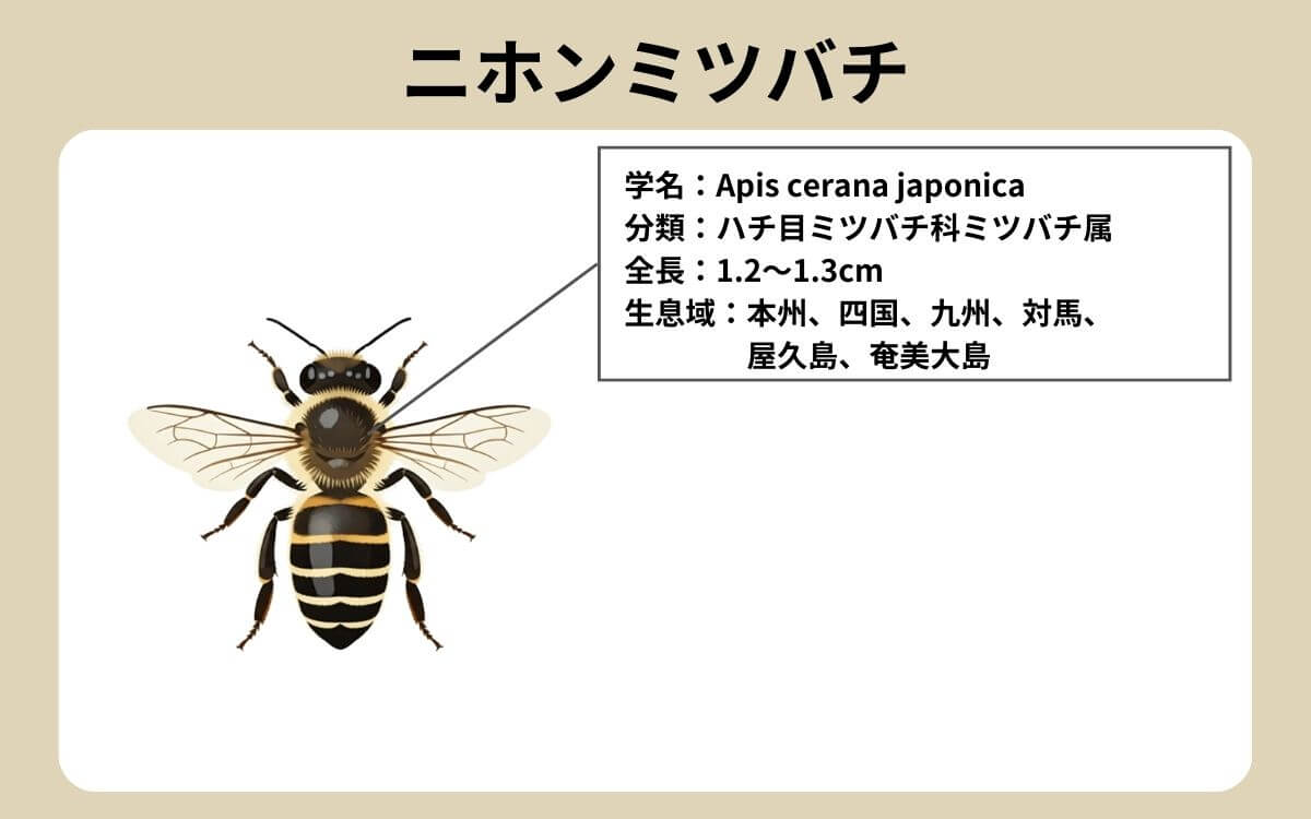 ニホンミツバチ