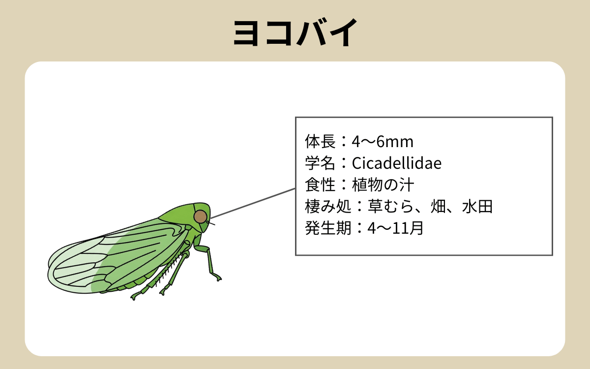 ヨコバイ