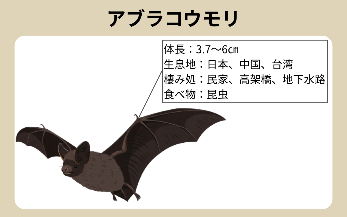 住宅街でよく見かけるのはアブラコウモリ