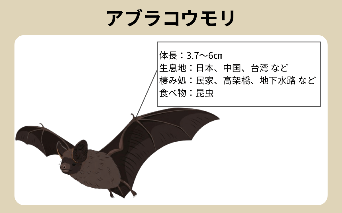 家に棲みつくのは「アブラコウモリ」