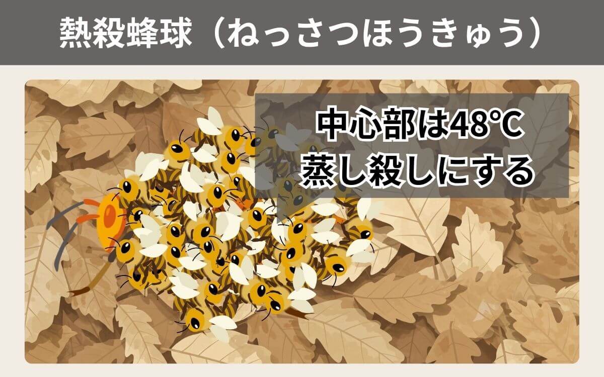 熱殺蜂球