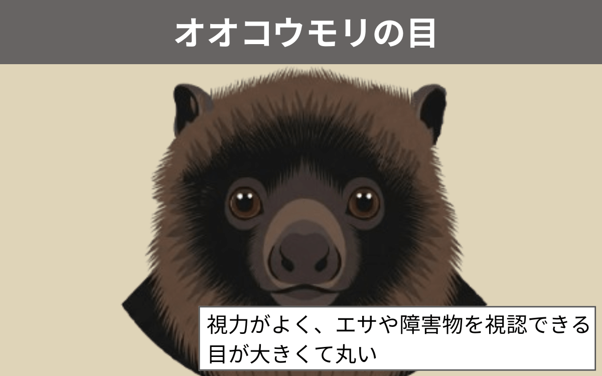 目がいいのは「オオコウモリ」