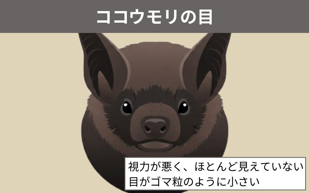 目が悪いのは「ココウモリ」