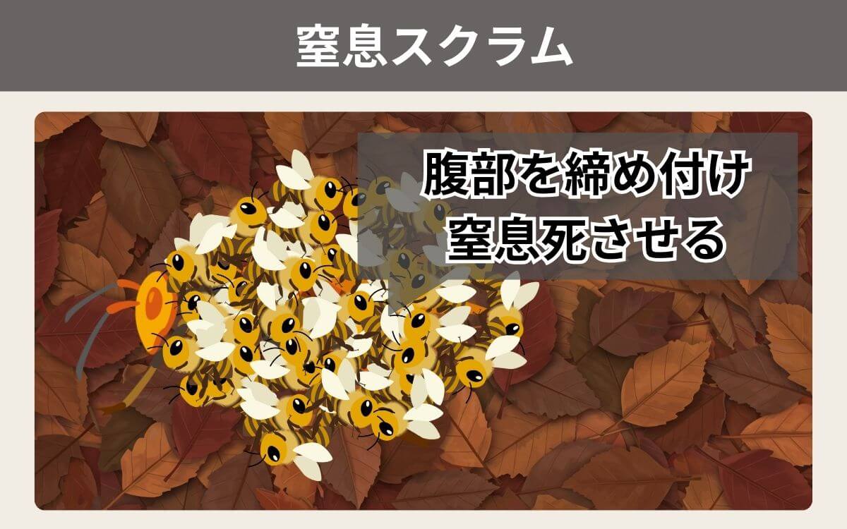 窒息スクラム
