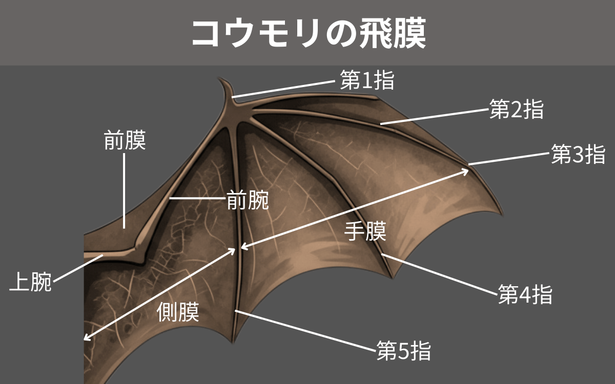 翼部分は「飛膜」という