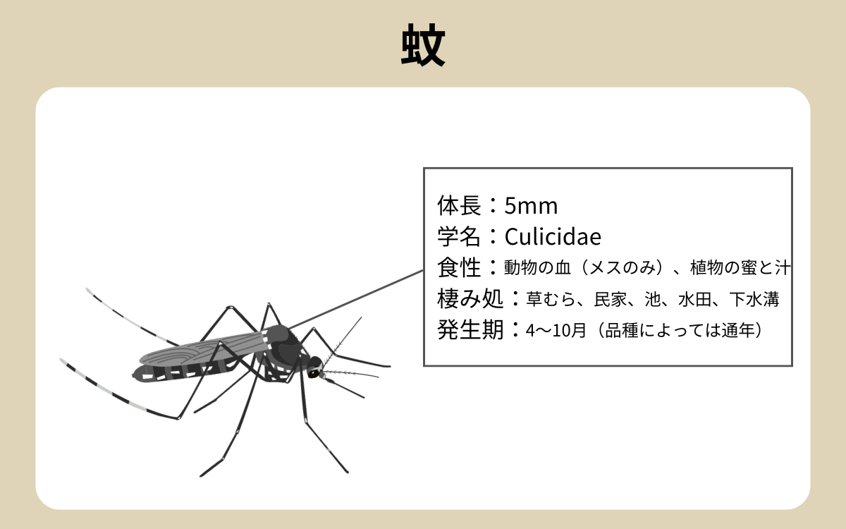 蚊