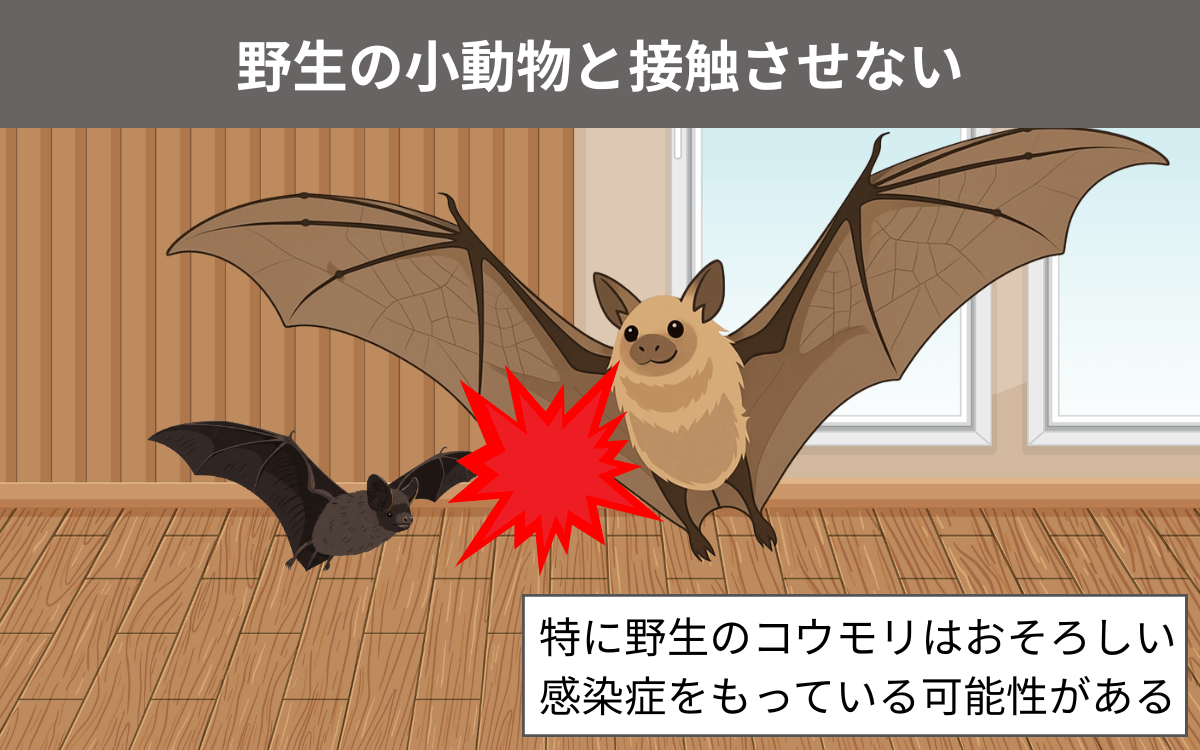 野生の小動物と接触させない