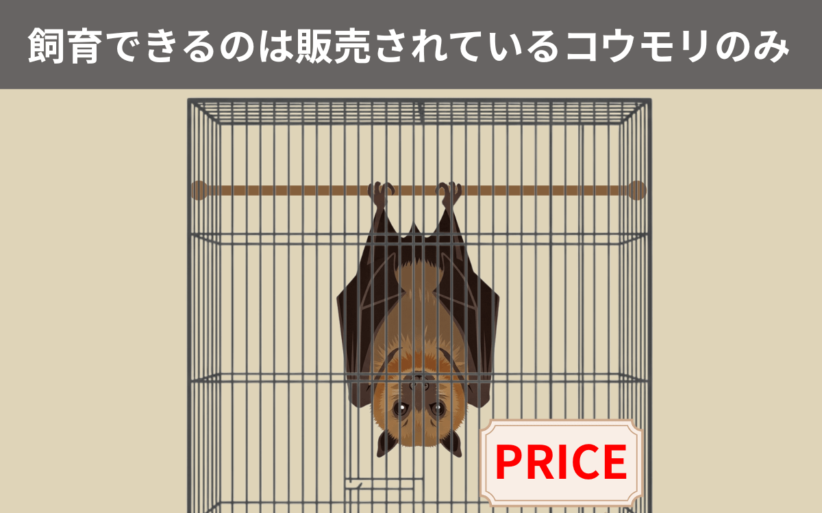 飼育できるのは販売されているコウモリのみ