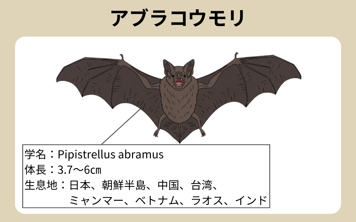 アブラコウモリ