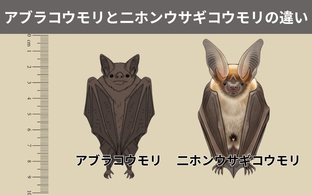 アブラコウモリと二ホンウサギコウモリの違い