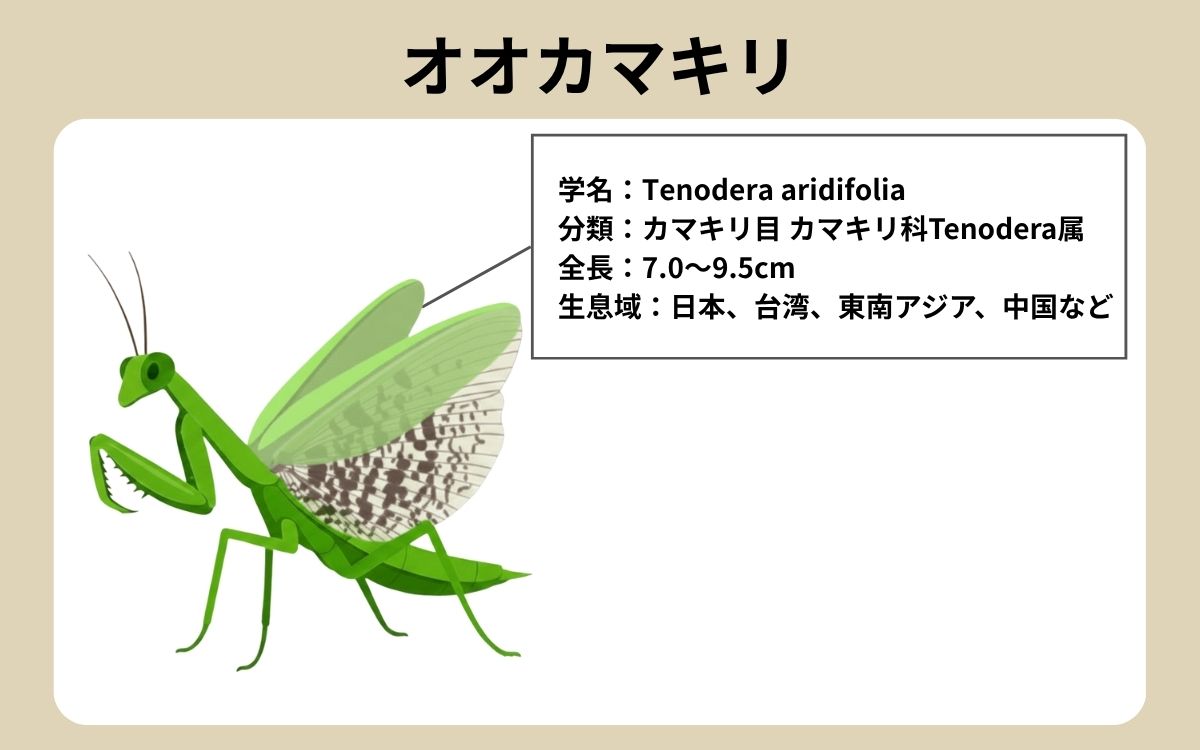 オオカマキリ